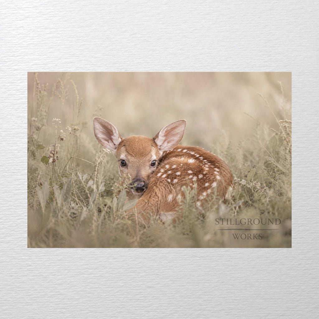 Safe Here | Whitetail Fawn Art Print & Notecard