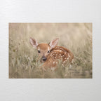 Safe Here | Whitetail Fawn Art Print & Notecard