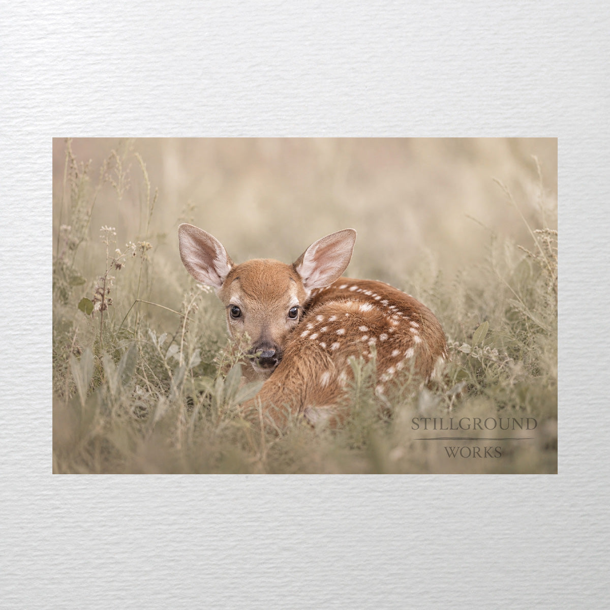 Safe Here | Whitetail Fawn Art Print & Notecard