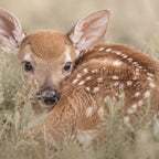 Safe Here | Whitetail Fawn Art Print & Notecard