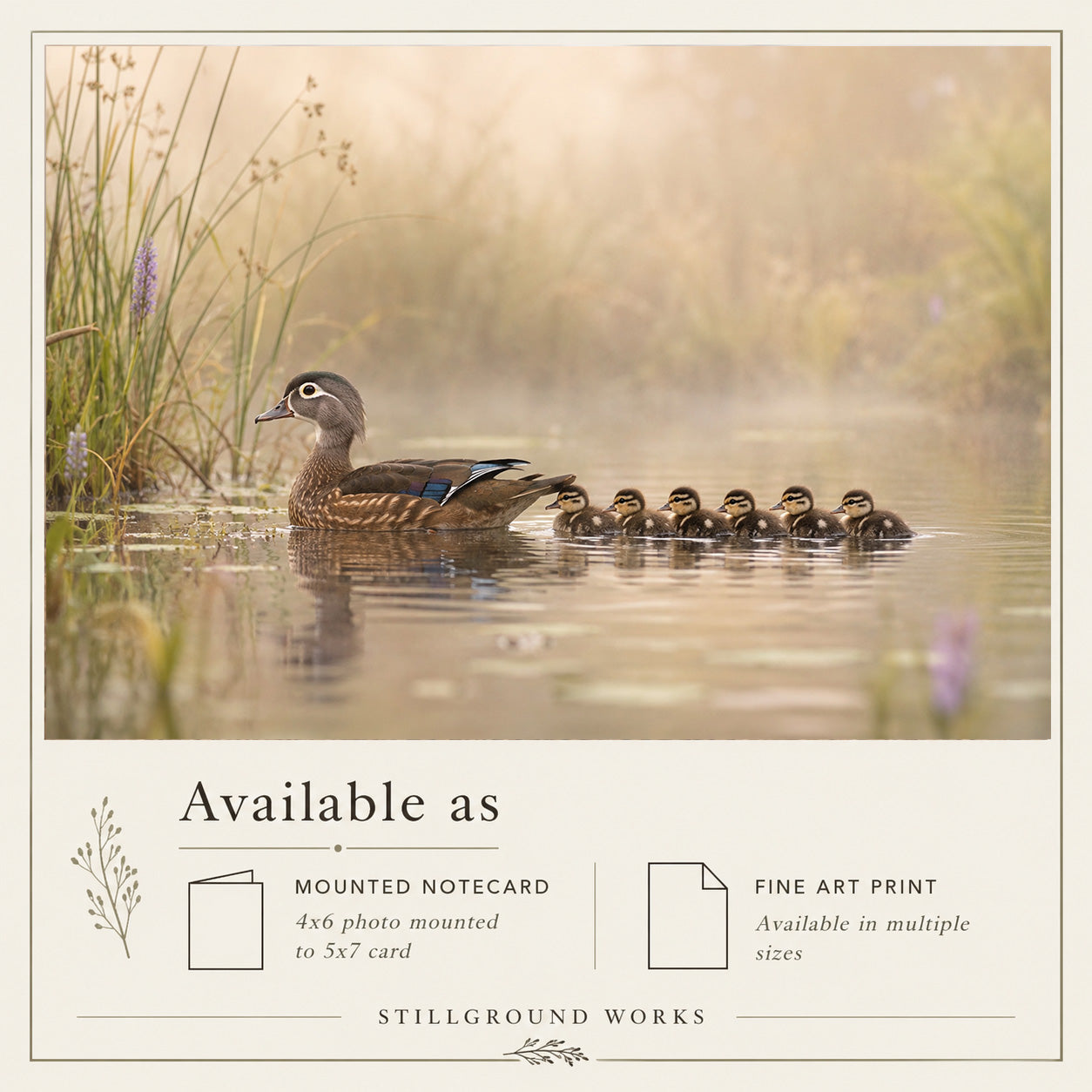 Close Behind | Wood Duck With Chicks Art Print & Notecard