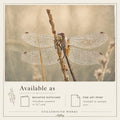 Held By Morning | Dragonfly With Dew Art Print & Notecard