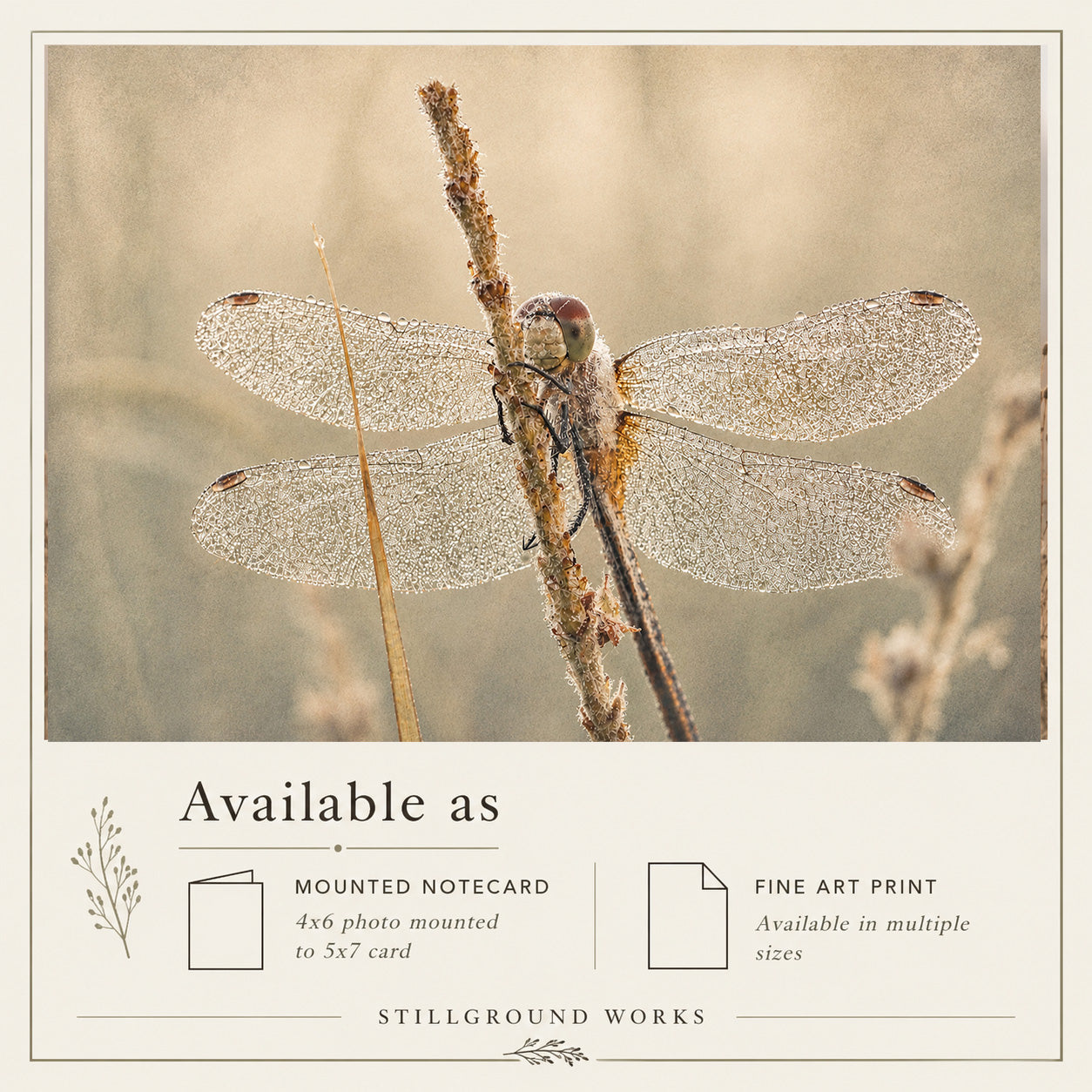 Held By Morning | Dragonfly With Dew Art Print & Notecard