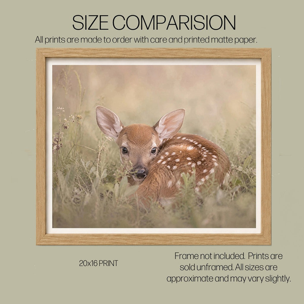Safe Here | Whitetail Fawn Art Print & Notecard