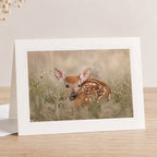 Safe Here | Whitetail Fawn Art Print & Notecard