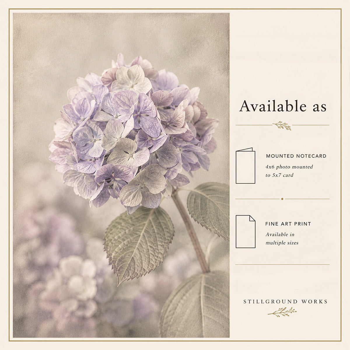 Softly Blooming | Hydrangea Art Print & Notecard