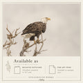 Steadfast | American Bald Eagle Art Print & Notecard
