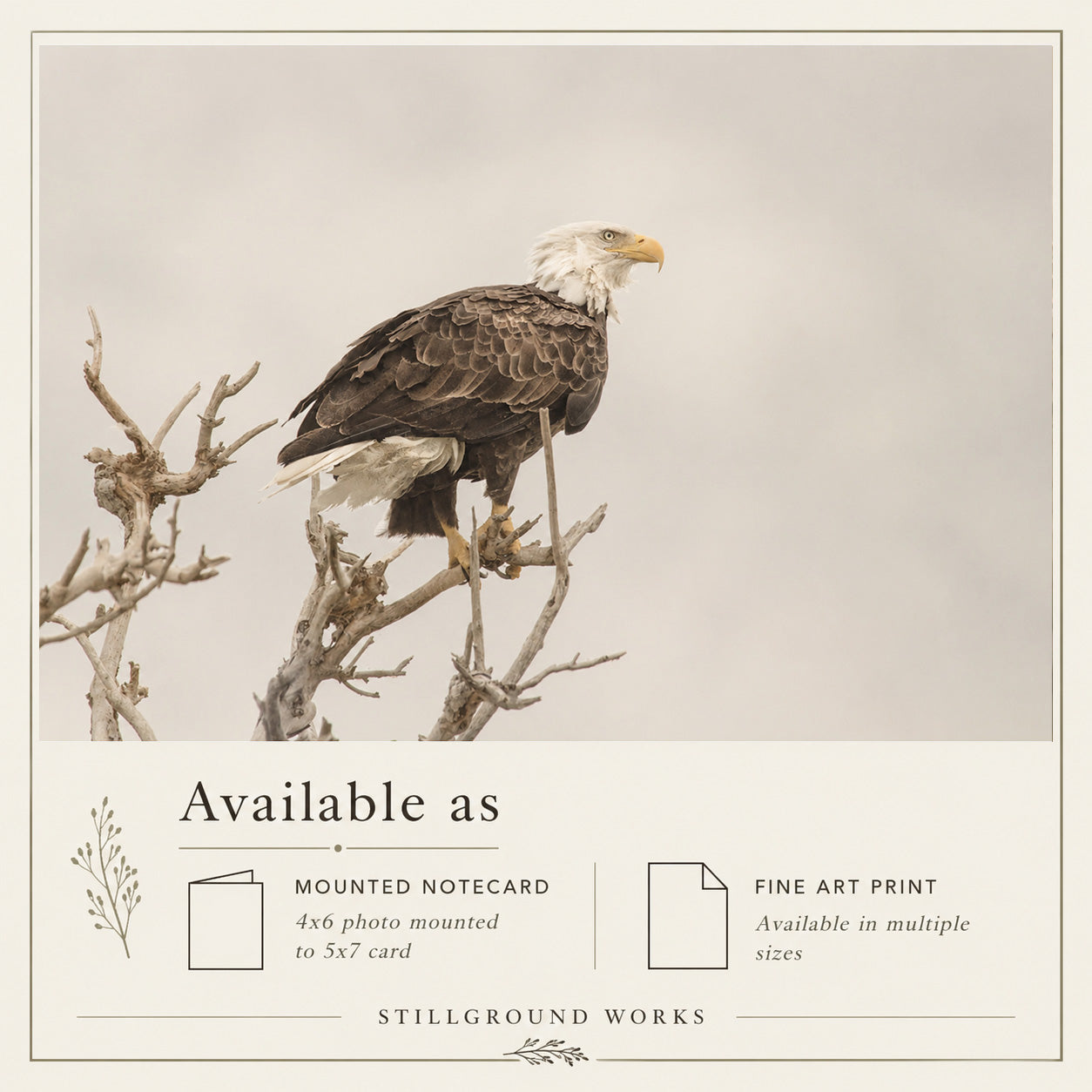 Steadfast | American Bald Eagle Art Print & Notecard