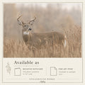The Still One | Whitetailed Buck Art Print & Notecard