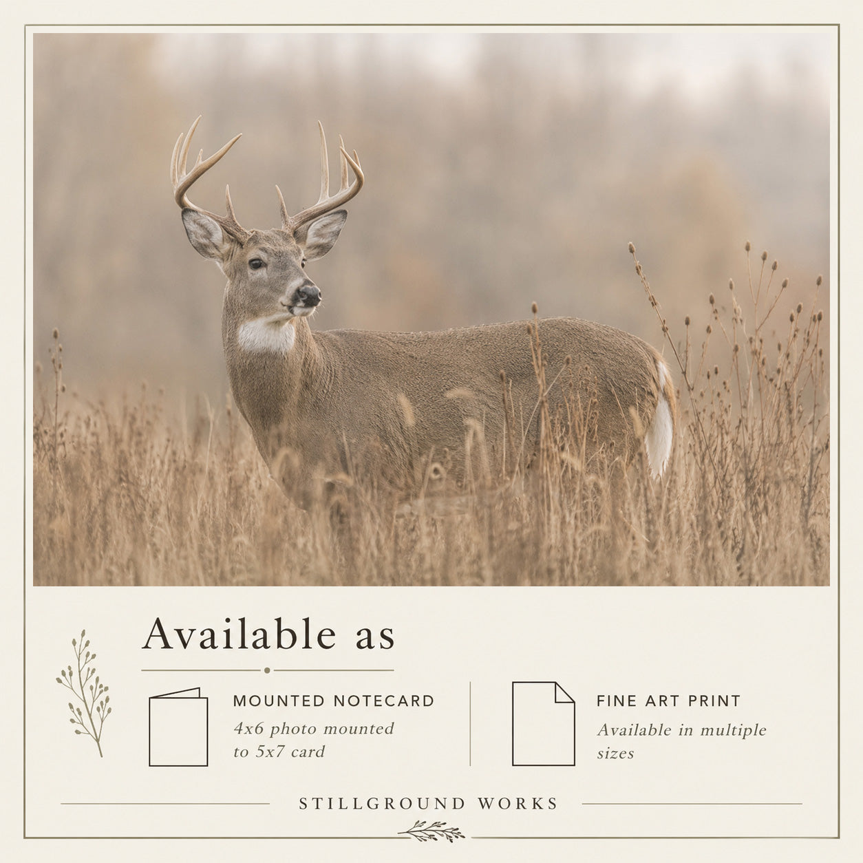 The Still One | Whitetailed Buck Art Print & Notecard