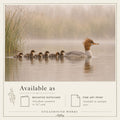 The Way Forward | Merganser Duck With Ducklings Art Print & Notecard