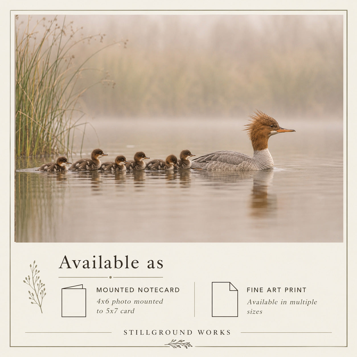 The Way Forward | Merganser Duck With Ducklings Art Print & Notecard