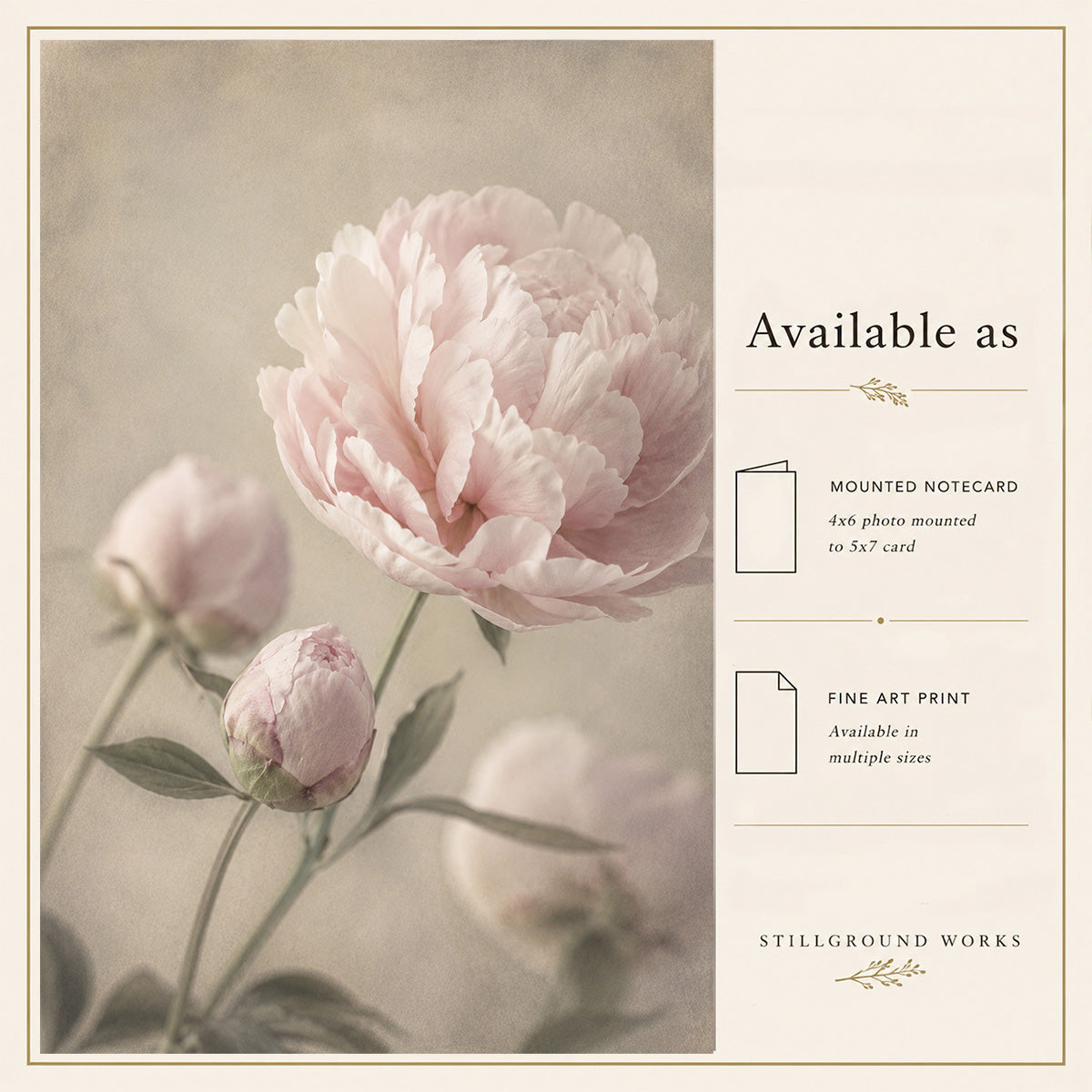 Unfolding Grace | Peony Art Print & Notecard