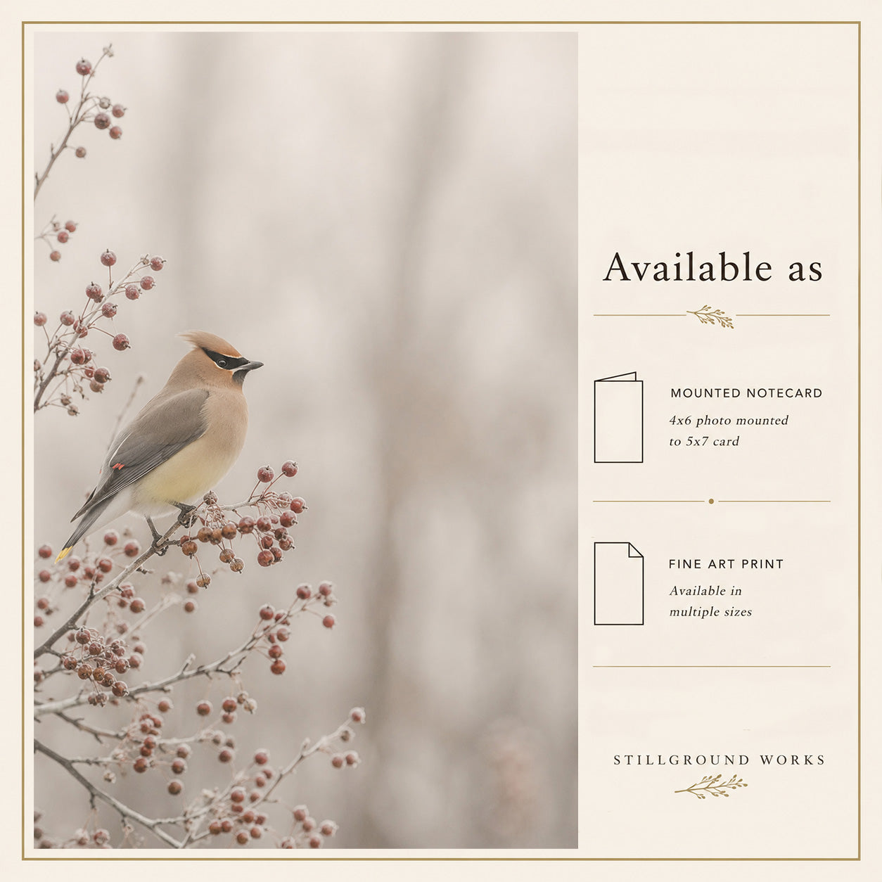 Winters Offering | Cedar Waxwing Art Print & Notecard